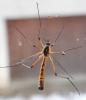 Ctenophora pectinicornis